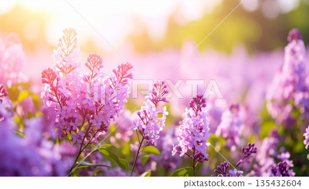 在柔和的光線下,盛開著紫丁香花,構成了一幅夢幻般的春日景象。 在柔和的光線下,盛開著紫丁香花,構成了一幅夢幻般的春日景象。 135432604