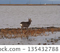 Ezo deer living on the Notsuke Peninsula 135432788