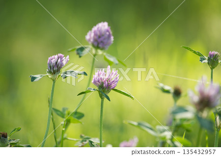Close-up of vibrant purple clover flowers blooming in a sunlit green meadow during springtime Close-up of vibrant purple clover flowers blooming in a sunlit green meadow during springtime 135432957