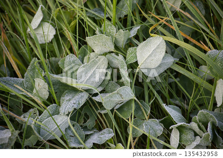 Frosty Morning Leaves and Grass Covered in Delicate Ice Crystals in a Quiet Field Frosty Morning Leaves and Grass Covered in Delicate Ice Crystals in a Quiet Field 135432958