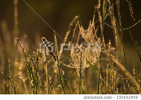 A delicate spiderweb glistening with morning dew, illuminated by soft sunlight. A delicate spiderweb glistening with morning dew, illuminated by soft sunlight. 135432959