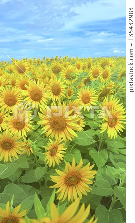 發光在藍天的向日葵 135432983
