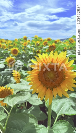 與夏天花的風景 135432984