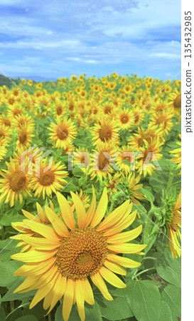 發光在藍天的向日葵 135432985