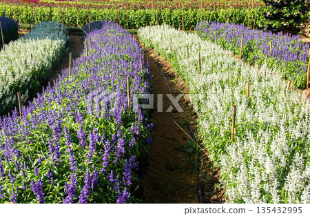 white and purple flowers in the garden white and purple flowers in the garden 135432995