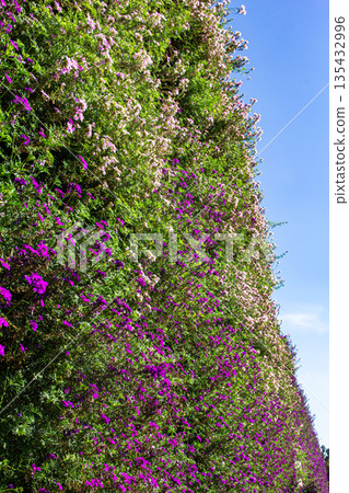 Mexican heather's little purple flowers Mexican heather's little purple flowers 135432996