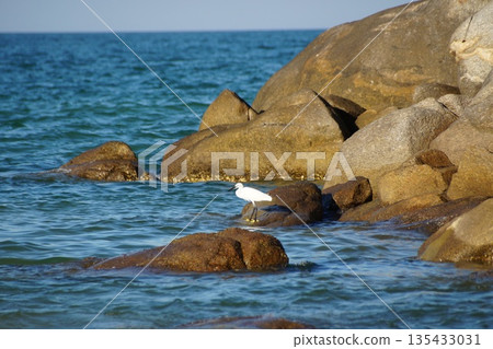One bird, a heron, stands on the rocks and catches fish in the sea. One bird, a heron, stands on the rocks and catches fish in the sea. 135433031
