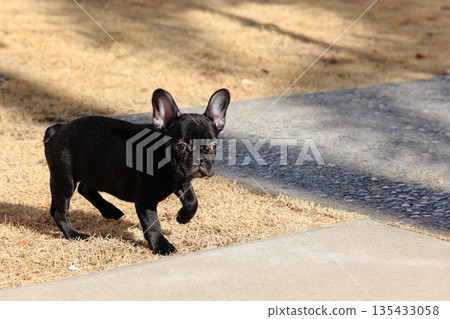 French bulldog 135433058