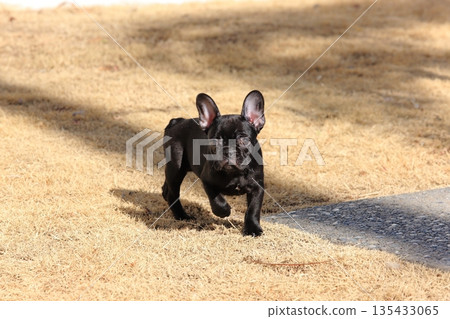 French bulldog French bulldog 135433065