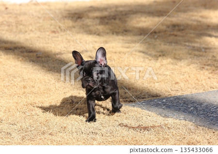 French bulldog French bulldog 135433066