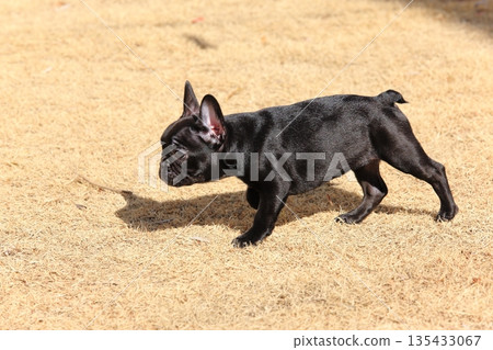 French bulldog French bulldog 135433067