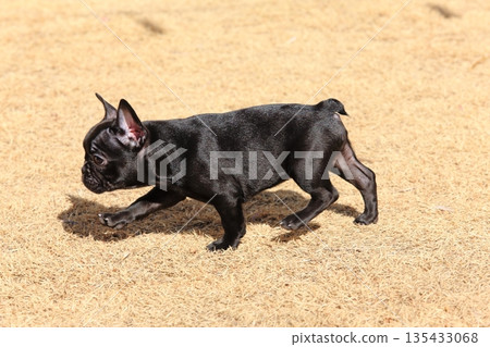 French bulldog French bulldog 135433068