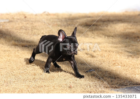 法國鬥牛犬 135433071