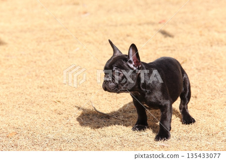 法國鬥牛犬 法國鬥牛犬 135433077