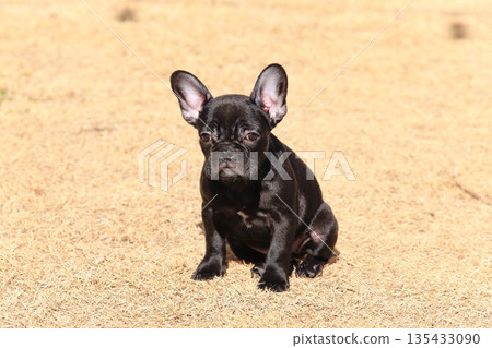 French bulldog French bulldog 135433090