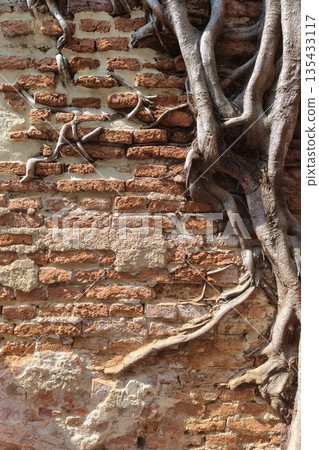 Close up of root tree Close up of root tree 135433117