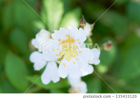 Wild rose flower close-up 135433120