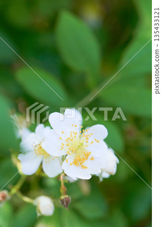 Wild rose flower close-up Wild rose flower close-up 135433121