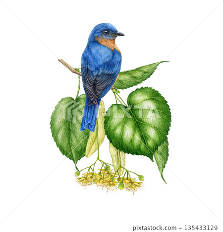 Cute bluebird on a blooming lime tree branch watercolor vintage style illustration. Hand drawn cute small bird on a springtime basswood twig with green leaves and flowers on white background 135433129