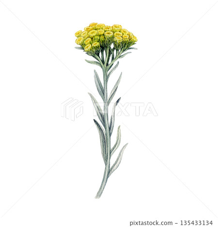 Helichrysum plant watercolor botanical vintage style illustration. Hand drawn medicinal wildflower herb. Helichrysum italicum herbal medicine, homeopathy treatment natural element on white background Helichrysum plant watercolor botanical vintage style illustration. Hand drawn medicinal wildflower herb. Helichrysum italicum herbal medicine, homeopathy treatment natural element on white background 135433134
