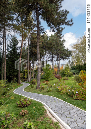 Winding Stone Path Among Tall Pine Trees In Autumn Garden 135433866
