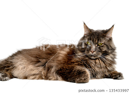 Maine Coon Cat Lying on White Background Maine Coon Cat Lying on White Background 135433997