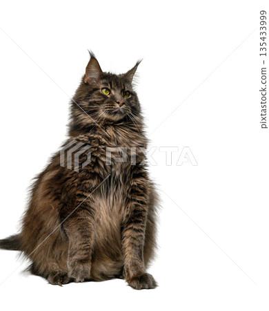 Gray Maine Coon Cat Studio Portrait Gray Maine Coon Cat Studio Portrait 135433999