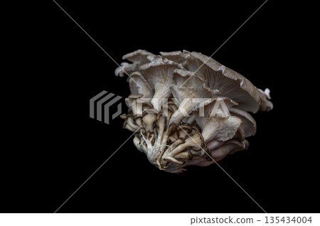 Pleurotus Ostreatus Mushrooms Black Background Pleurotus Ostreatus Mushrooms Black Background 135434004