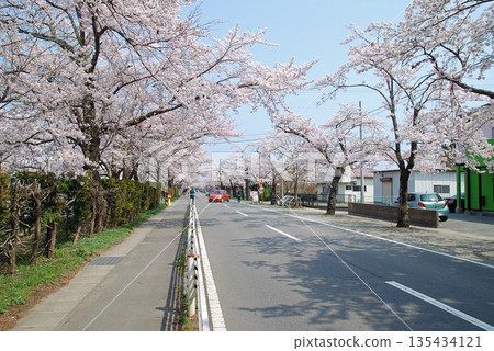 福島縣富岡町夜之森櫻花大道 福島縣富岡町夜之森櫻花大道 135434121