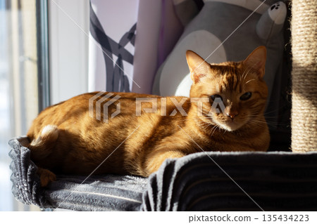 Orange feline enjoying peaceful rest, Bright sunlight bathes calm ginger cat sleeping peacefully Orange feline enjoying peaceful rest, Bright sunlight bathes calm ginger cat sleeping peacefully 135434223