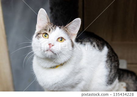 Serene feline portrait, Peaceful domestic cat with bright yellow collar and gentle expression Serene feline portrait, Peaceful domestic cat with bright yellow collar and gentle expression 135434228