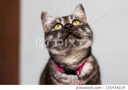 Striking tabby with amber eyes, Upward looking tabby with gentle fur and warm lighting Striking tabby with amber eyes, Upward looking tabby with gentle fur and warm lighting 135434229
