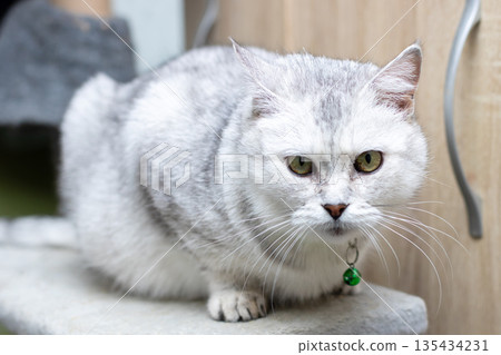 Calm cat lounging, Relaxed cat calmly perches with plush fur and tiny bell hanging nearby Calm cat lounging, Relaxed cat calmly perches with plush fur and tiny bell hanging nearby 135434231