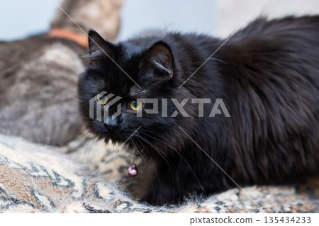 Poised longhaired cat with bell seated on patterned carpet in elegant indoor setting 135434233