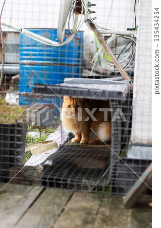 Vigilant stray amid yard debris, Solitary ginger cat observes through mesh in outdoor enclosure 135434254
