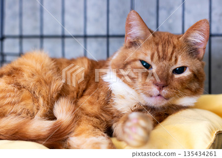 Old cat lying peacefully on cozy bedding, Mature cat with gentle look in restful state Old cat lying peacefully on cozy bedding, Mature cat with gentle look in restful state 135434261