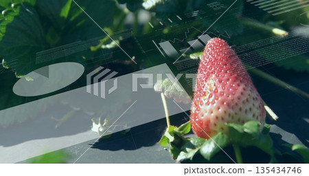 Displaying red strawberry resting on plastic mulch among leaves at farm, data overlay, copy space 135434746