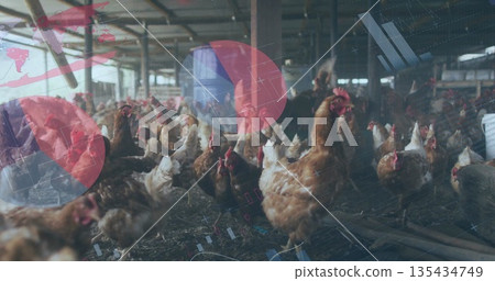 Pecking single brown hen eating grains from straw floor in henhouse, near feed troughs, water lines Pecking single brown hen eating grains from straw floor in henhouse, near feed troughs, water lines 135434749