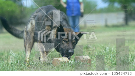 Sniffing German Shepherd dog inspecting two rectangular bricks on fenced yard, with handler gloves Sniffing German Shepherd dog inspecting two rectangular bricks on fenced yard, with handler gloves 135434753