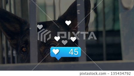 Peering dark dog through kennel bars, with amber eyes, floating hearts and blue bubble showing 45 Peering dark dog through kennel bars, with amber eyes, floating hearts and blue bubble showing 45 135434792