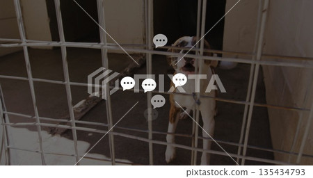 Standing white and brown dog leaning inside shelter kennel run, with collar chain and rope toy Standing white and brown dog leaning inside shelter kennel run, with collar chain and rope toy 135434793