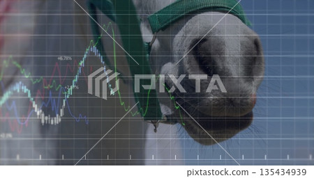 Displaying horse nose wearing green halter at farm, with grid overlay and line graphs, copy space Displaying horse nose wearing green halter at farm, with grid overlay and line graphs, copy space 135434939