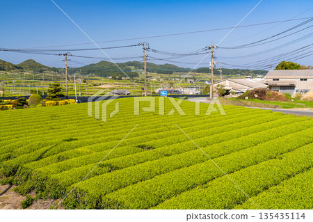 <鹿兒島縣> 南九州市廣闊的茶園景觀 135435114