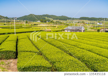 <Kagoshima Prefecture> Vast tea plantation landscape, Minamikyushu City <Kagoshima Prefecture> Vast tea plantation landscape, Minamikyushu City 135435118