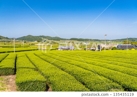 <Kagoshima Prefecture> Vast tea plantation landscape, Minamikyushu City 135435119