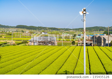 <鹿兒島縣> 南九州市廣闊的茶園景觀 135435126