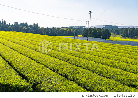 <Kagoshima Prefecture> Vast tea plantation landscape, Minamikyushu City <Kagoshima Prefecture> Vast tea plantation landscape, Minamikyushu City 135435129