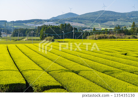 <鹿兒島縣> 南九州市廣闊的茶園景觀 135435130