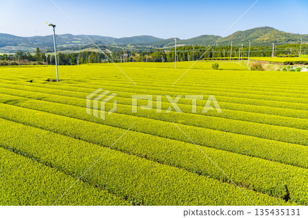 <鹿兒島縣> 南九州市廣闊的茶園景觀 <鹿兒島縣> 南九州市廣闊的茶園景觀 135435131