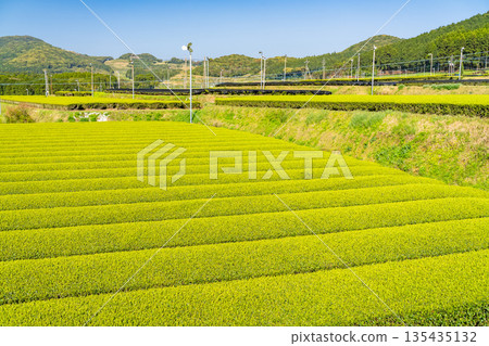 <鹿兒島縣> 南九州市廣闊的茶園景觀 <鹿兒島縣> 南九州市廣闊的茶園景觀 135435132